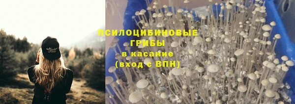 прущие грибы Горняк